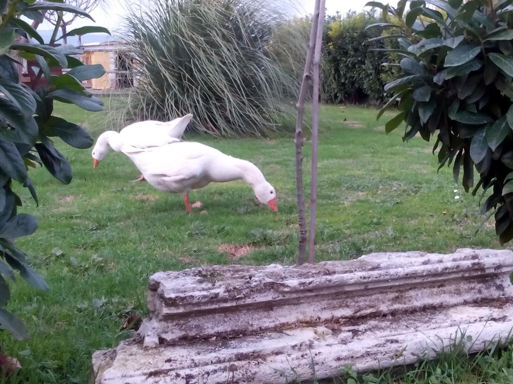 La Vecchia Stalla B&B Narni Eksteriør billede